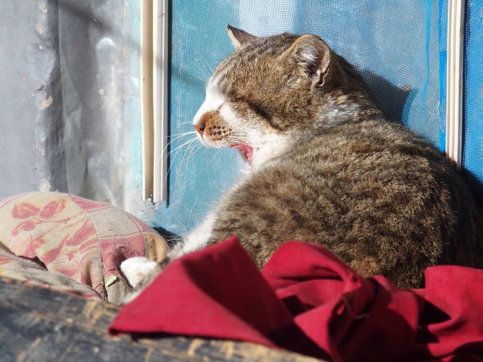 OLYMPUS DIGITAL CAMERA