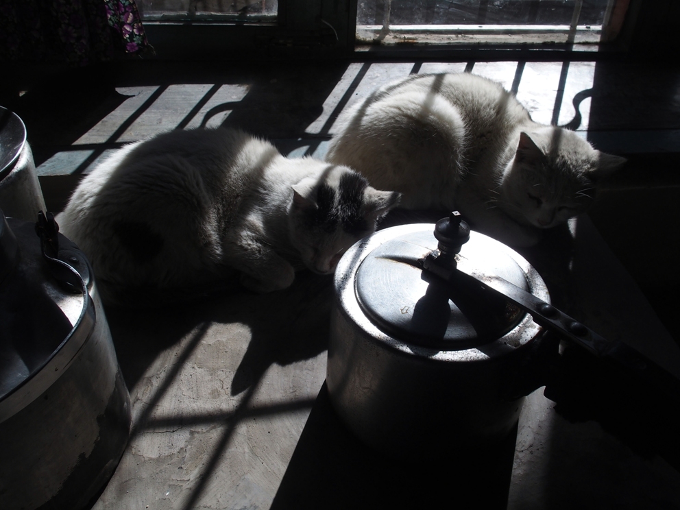 OLYMPUS DIGITAL CAMERA